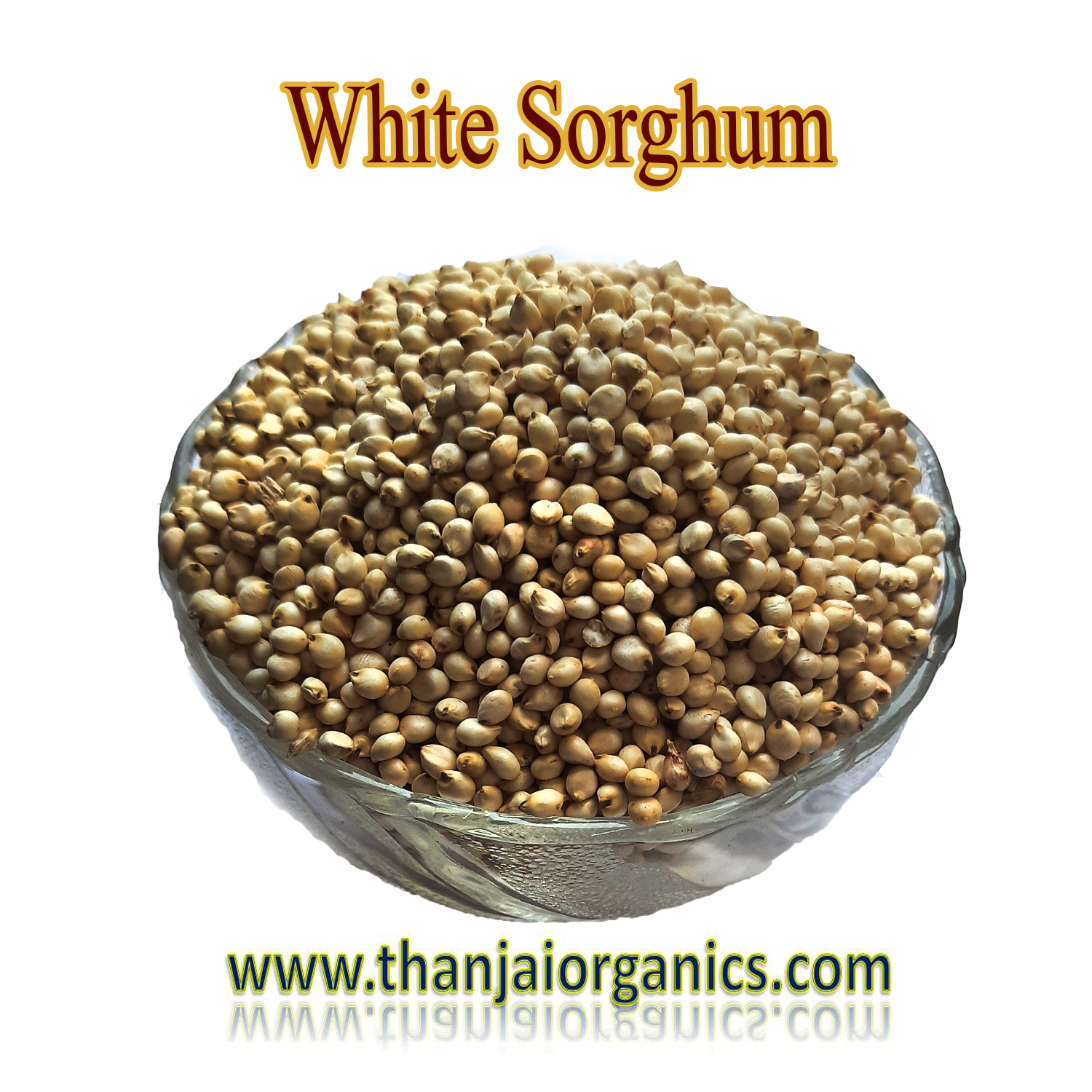 Buy White Sorghum – While Solam – Vellai Cholam | White Sorghum Online