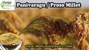 panivaragu