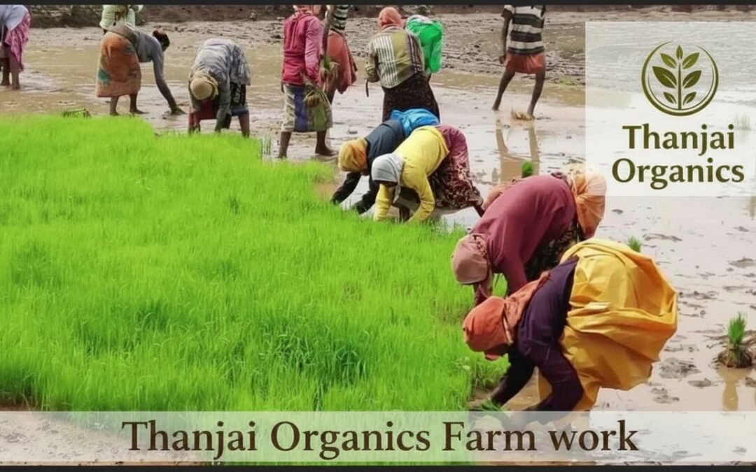Thanjai Organics Karuppu Kavuni Farm Field
