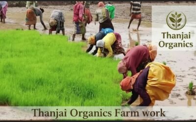 Karuppu Kavuni Rice: Benefits, Price, and Authentic Farm-Fresh Recipes